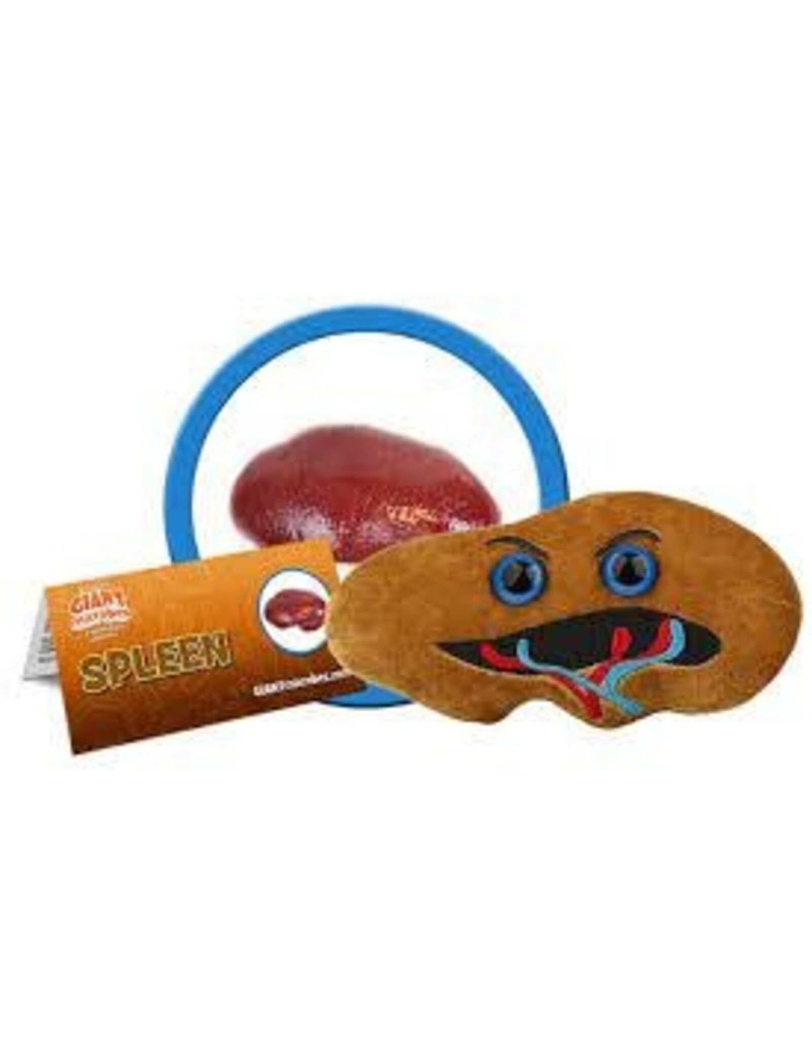 Spleen