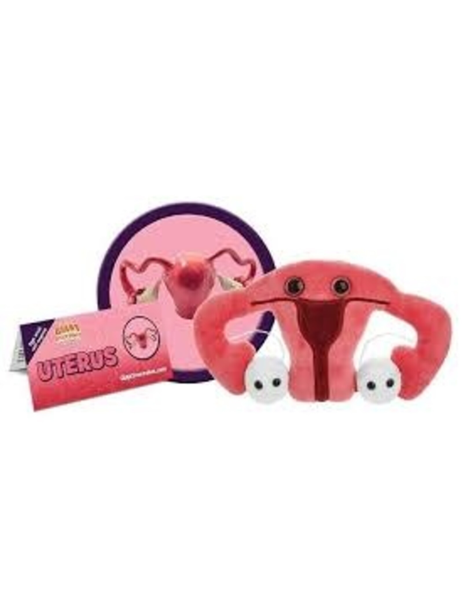 Uterus
