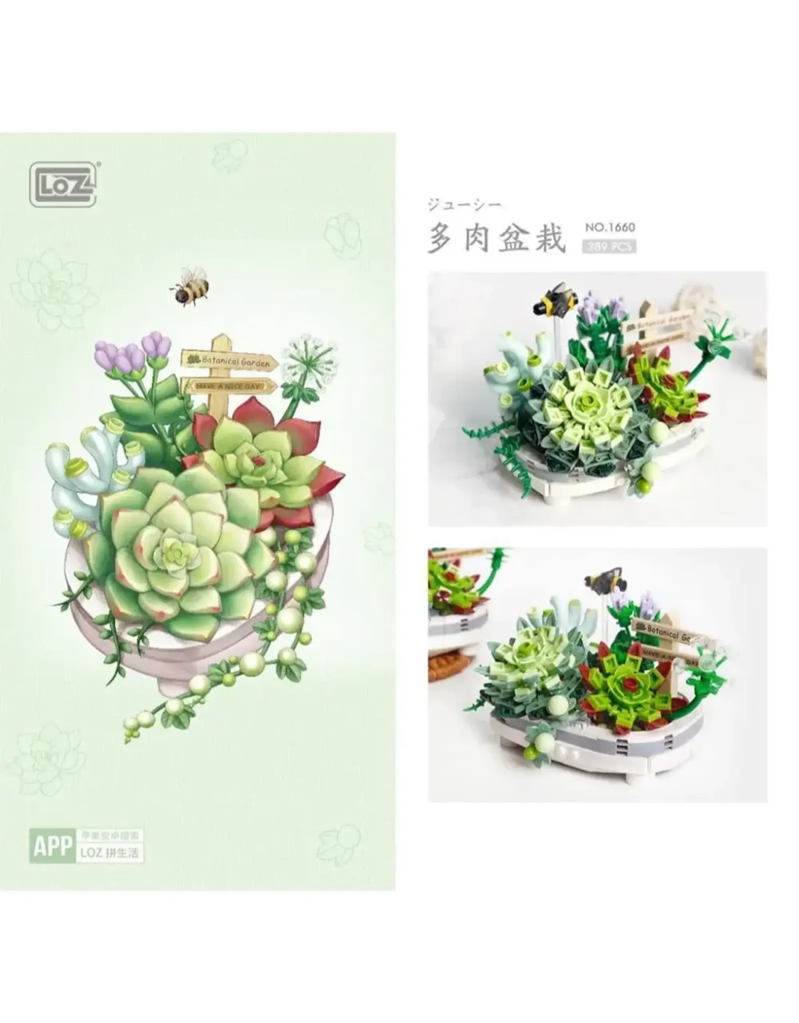 Potted Succulent Plants