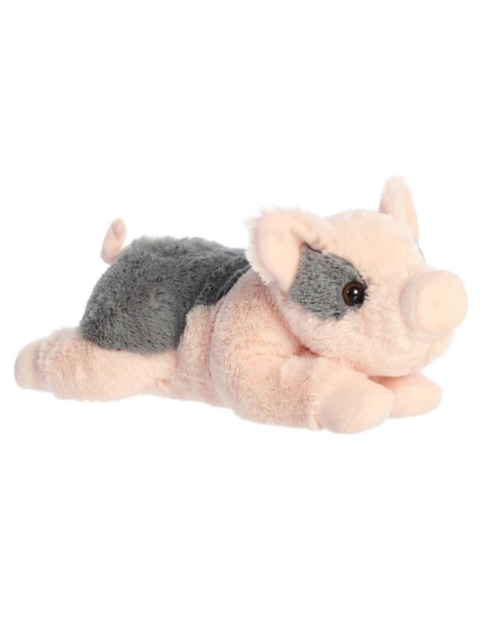 Flopsie - Tidbit mini pig