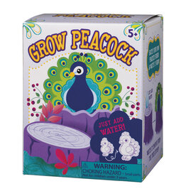 Growing Peacock