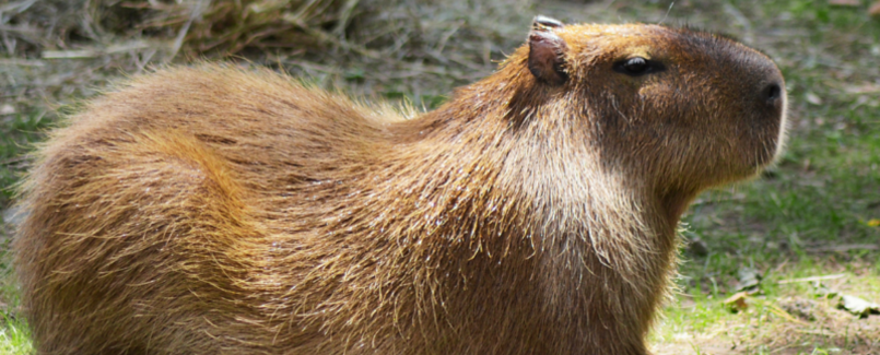 Home image- capybara