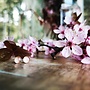 Cherry Blossom Silver Studs 5mm
