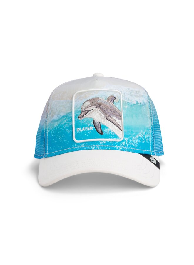 dolphin in the element