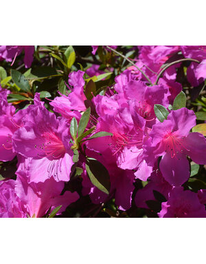 AZALEA, 'PURPLE FORMOSA', 3G*