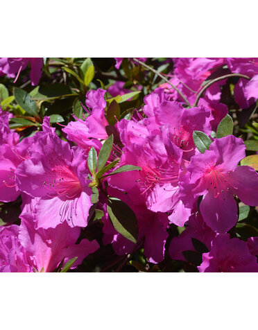 Azalea Formosa Purple Lavender 3 Gallon
