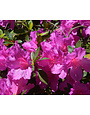 Azalea 'Formosa' Purple Lavender 3 Gallon - Large Purple Blooms