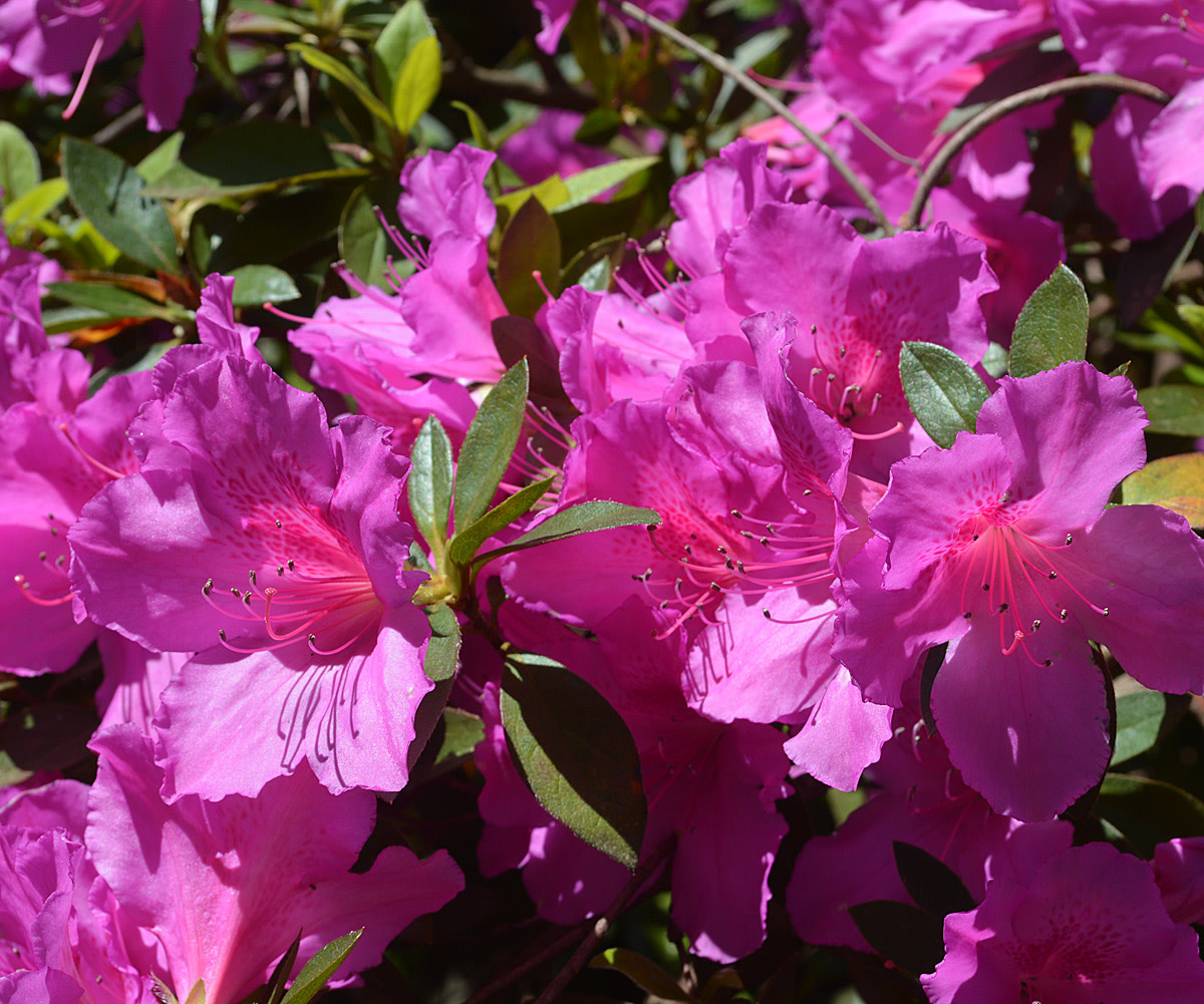 'FORMOSA' PURPLE AZALEA, 3 GALLON