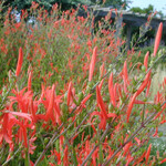 HANNA RAY' BOTTLEBRUSH 15G multi trunk- GROWERS OUTLET WILLIS, TEXAS -  Growers Outlet Willis Texas