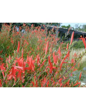 Acanthus 'Flame' 3G