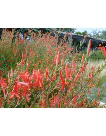 Acanthus 'Flame' 3G