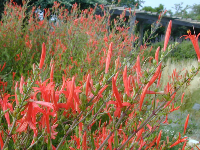 FLAME ACANTHUS PLANT, 3 GALLON
