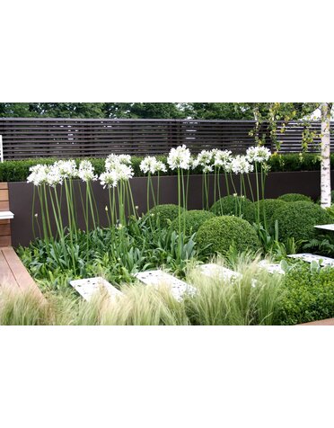 AGAPANTHUS, 'WHITE', 1G