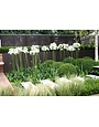 AGAPANTHUS, 'WHITE', 1G