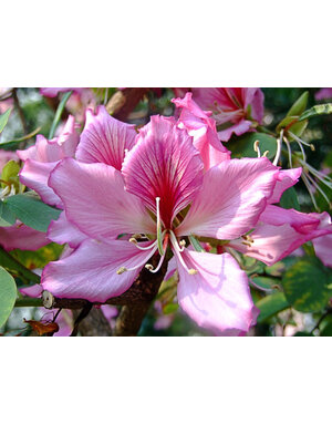 Bauhinia Orchid Tree Purple 3 Gallon