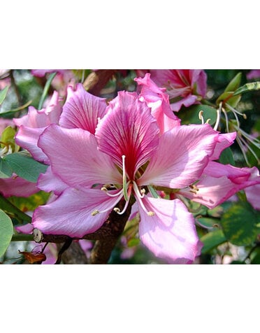Bauhinia Orchid Tree Purple 3 Gallon