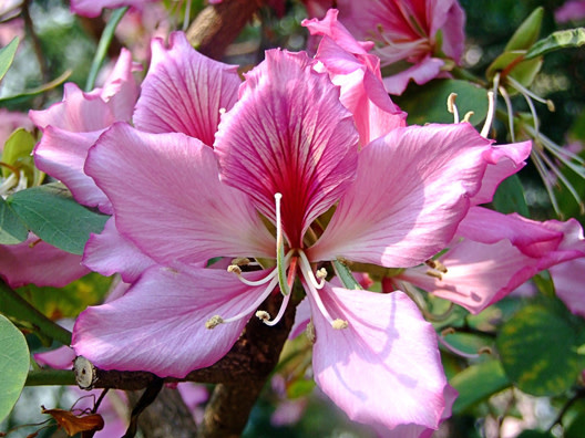 Bauhinia Orchid Tree Purple – Purple Flowering Small Tree 3 Gallon