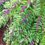 HANNA RAY' BOTTLEBRUSH 15G multi trunk- GROWERS OUTLET WILLIS, TEXAS -  Growers Outlet Willis Texas