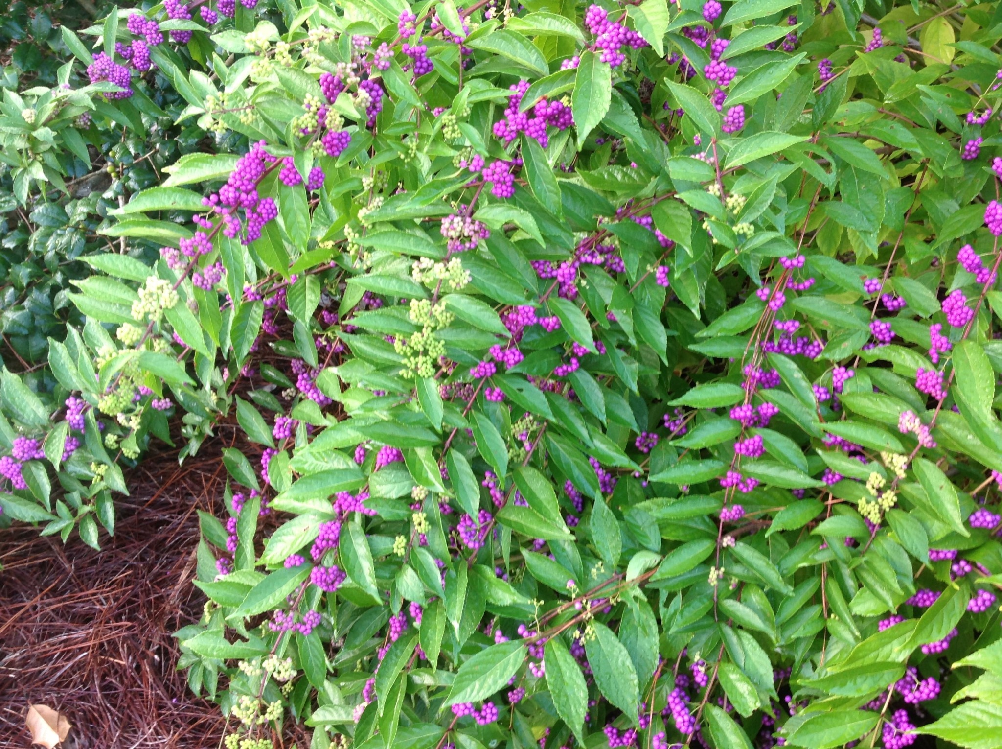 BEAUTYBERRY, 'AMERICAN', 3 GALLON