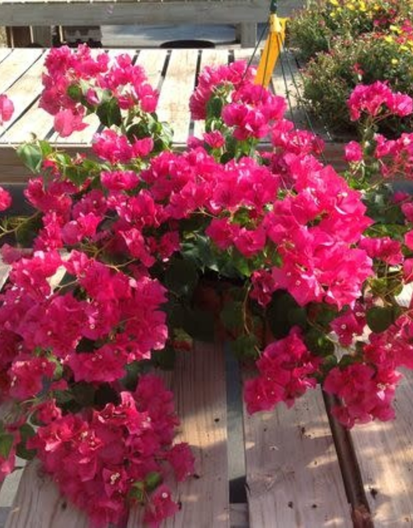 BOUGAINVILLEA JUANITA HATTEN 3G Hot Pink - Growers Outlet