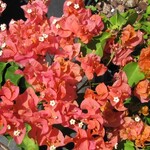 BOUGAINVILLEA, 'SUNDOWN', 3G