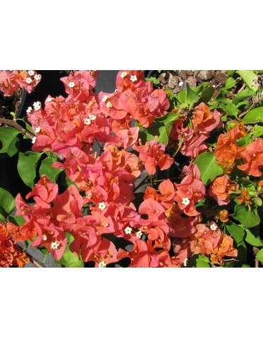 Bougainvillea 'Sundown' 3G