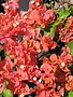 Bougainvillea 'Sundown' 3G