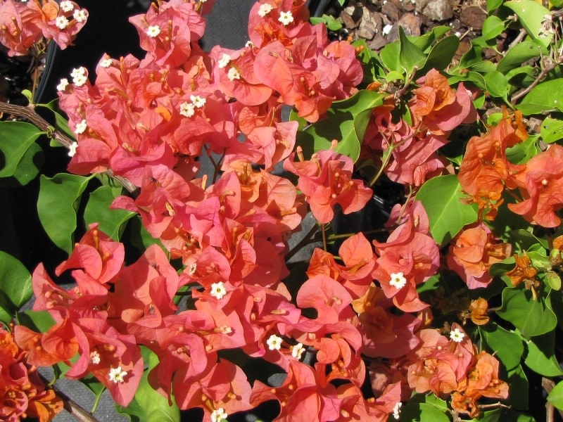 Sundown Bougainvillea 3 Gallon - Bougainvillea spectabilis 'Sundown'