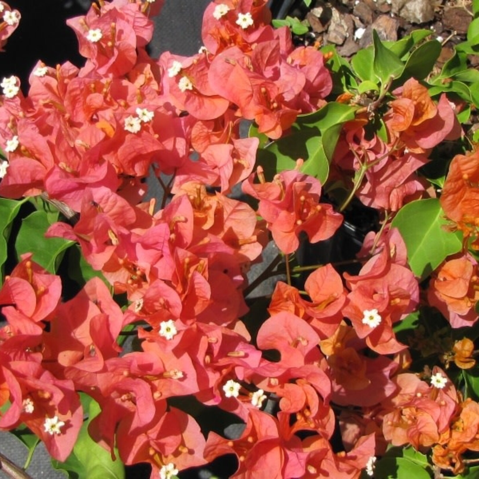 BOUGAINVILLEA, 'SUNDOWN', 10" HANGING BASKET