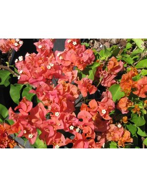 BOUGAINVILLEA, 'SUNDOWN', 10" HANGING BASKET