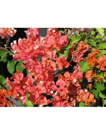 BOUGAINVILLEA, 'SUNDOWN', 10" HANGING BASKET