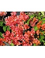 'SUNDOWN' BOUGAINVILLEA PLANT, 10 INCH HANGING BASKET