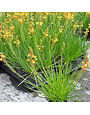 ORANGE BULBINE, 1 GALLON