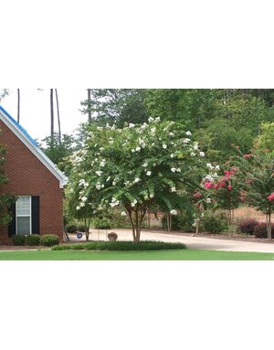 CRAPE MYRTLE, 'NATCHEZ', (white), 3G