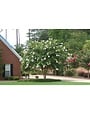 CRAPE MYRTLE, 'NATCHEZ', (white), 3G