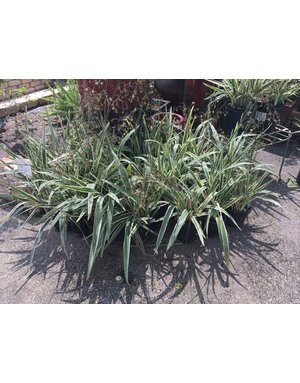 Dianella 'Flax Lily' 1G