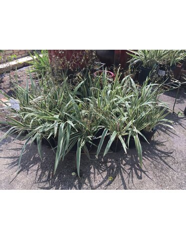 Dianella 'Flax Lily' 1G