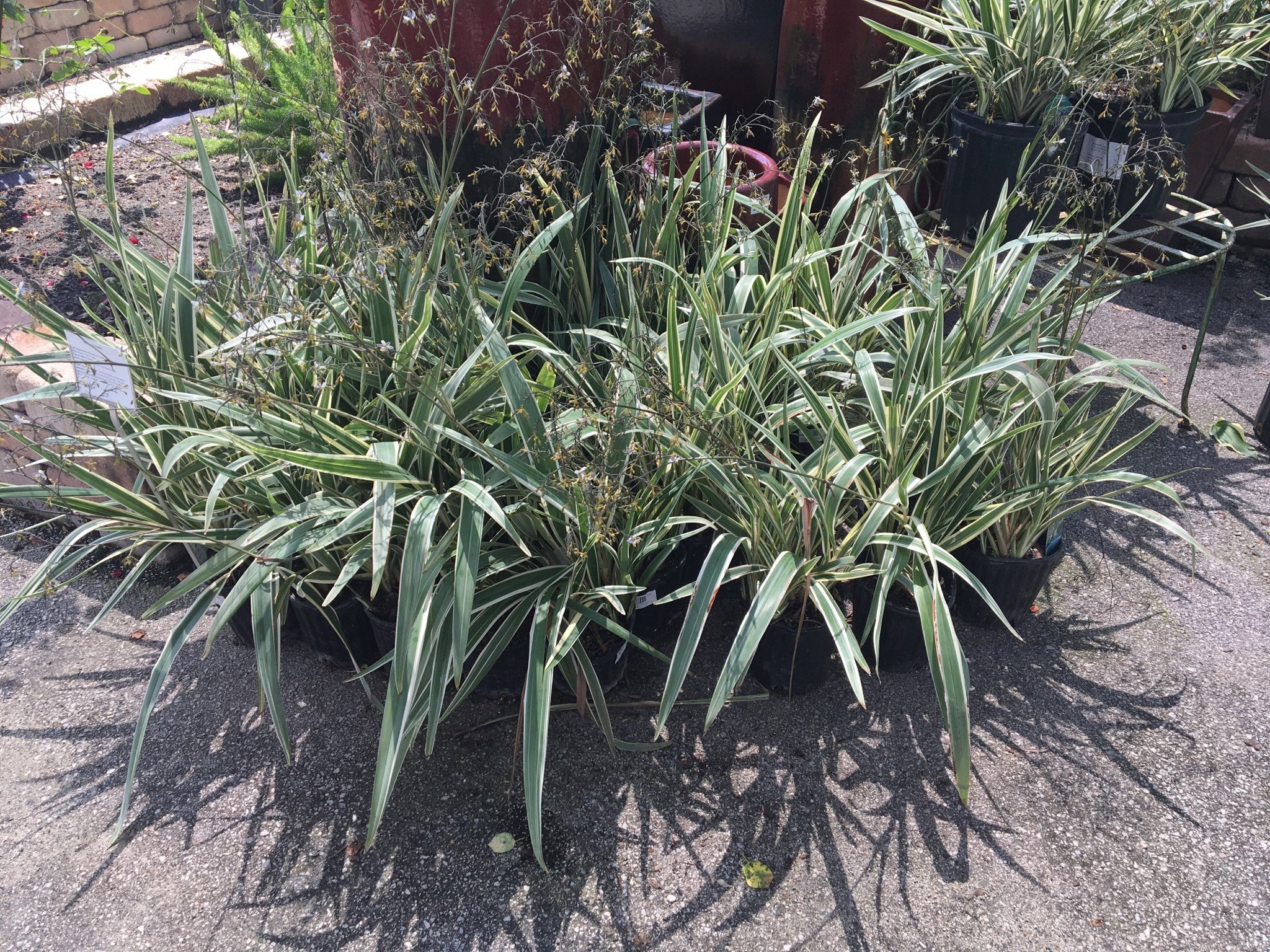 Flax Lily Dianella 1 Gallon - Dianella tasmanica