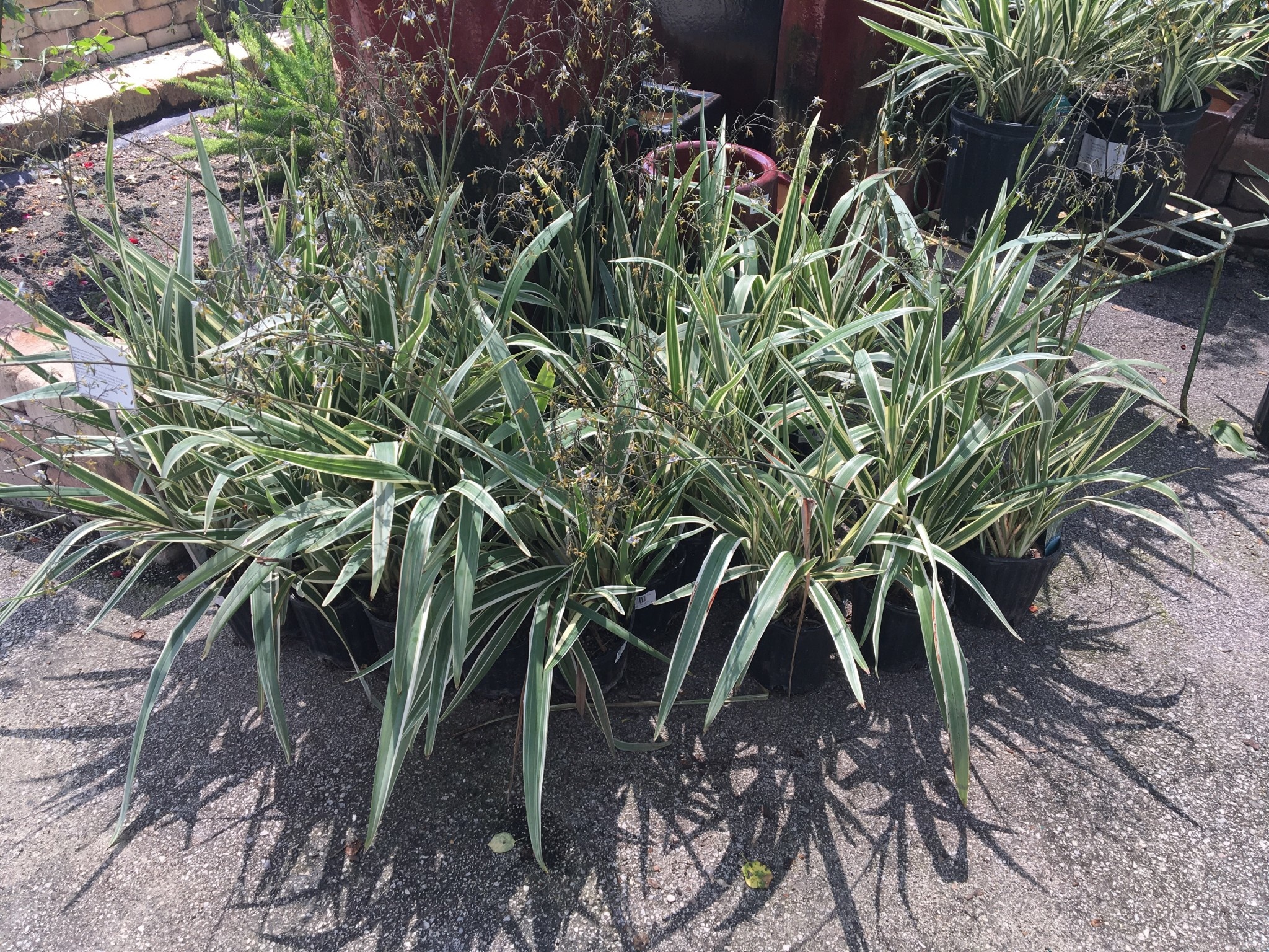 'FLAX LILY' DIANELLA, 1 GALLON