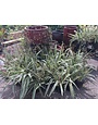 Flax Lily Dianella 3 Gallon - Dianella tasmanica