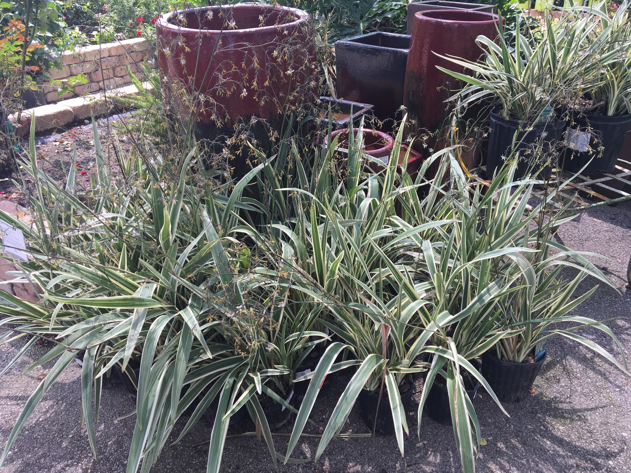 Flax Lily Dianella 3 Gallon - Dianella tasmanica