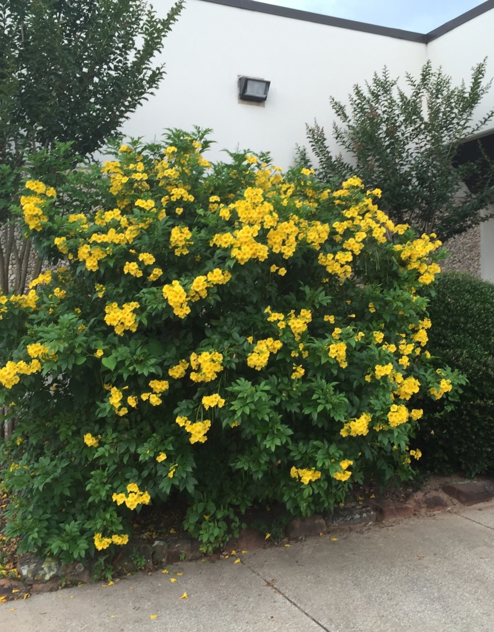 ESPERANZA GOLDSTAR 3G Growers Outlet ESPERANZA GOLDSTAR 3G Growers Outlet
