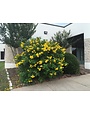 Goldstar Esperanza 3 Gallon - Tecoma stans 'Goldstar'