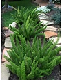 Foxtail Fern 1 Gallon - Asparagus densiflorus