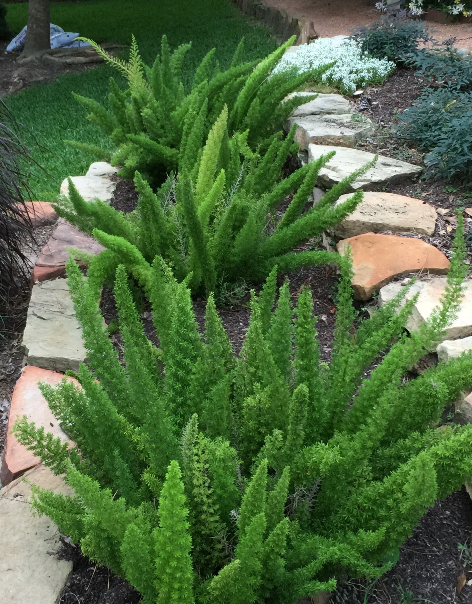 FERN, FOXTAIL 3G. Growers Outlet