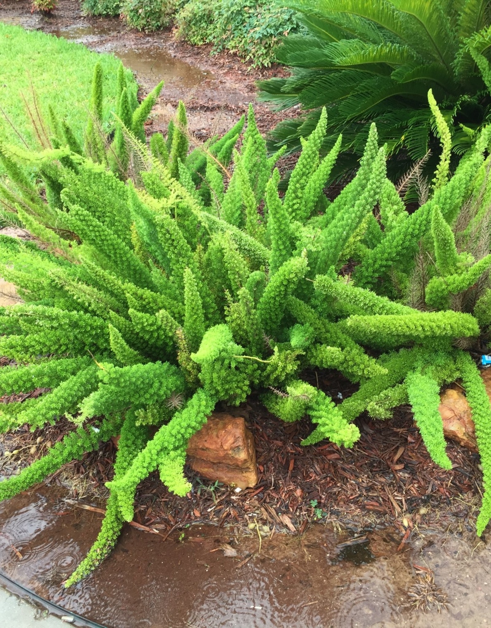 FERN, FOXTAIL 3G. Growers Outlet