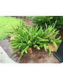'FOXTAIL' FERN, 3 GALLON