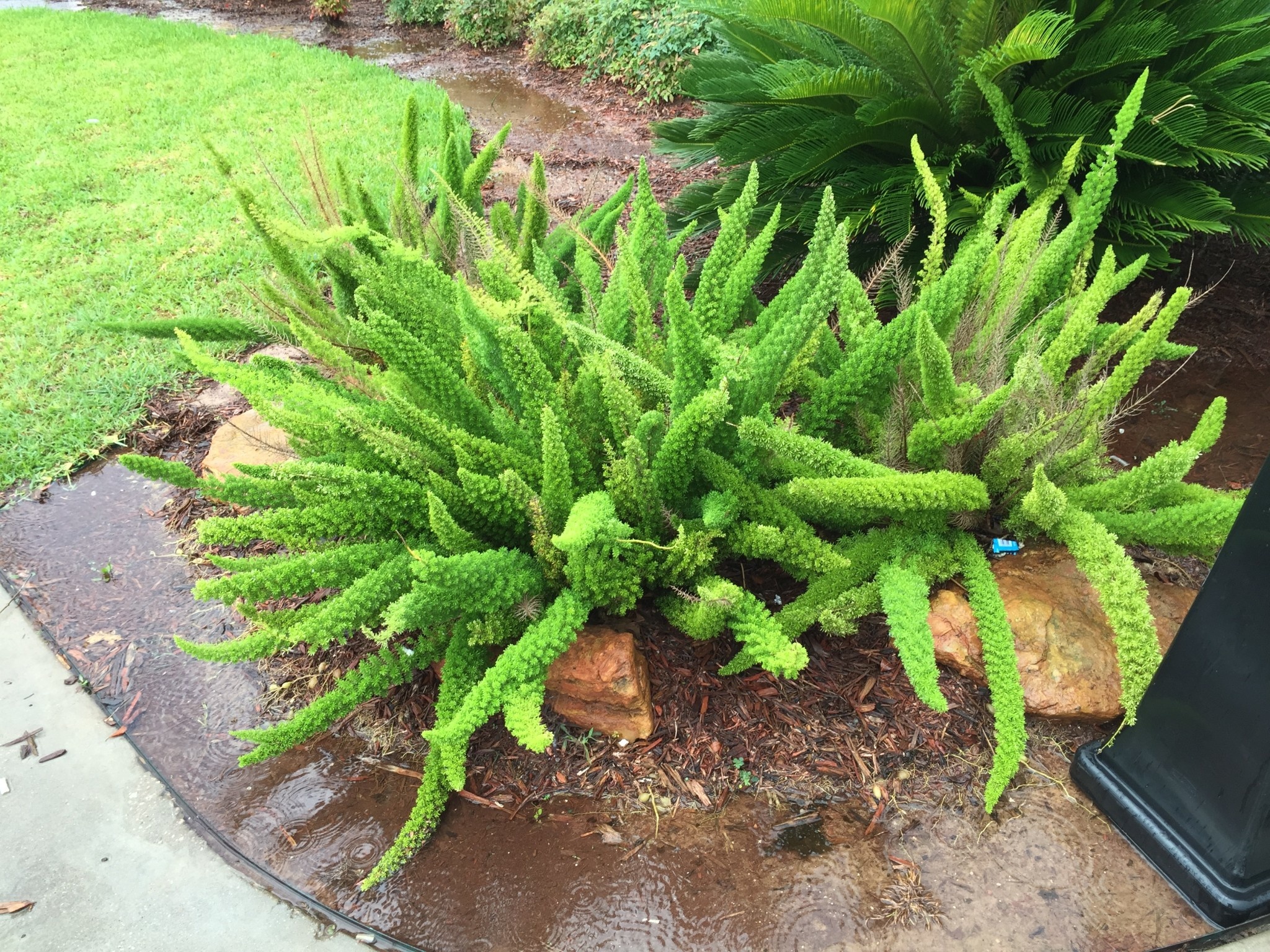 'FOXTAIL' FERN, 3 GALLON