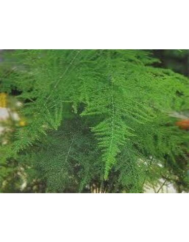 Fern 'Plumosa' 1G