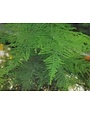 Plumosa Fern 1 Gallon - Asparagus setaceus